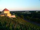 Pohled na vinice.