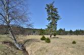 Kladské rašeliny