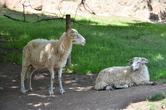 Jihlavská ZOO
