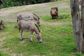 Liberecká ZOO