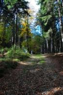 Cesta lesem v okolí.
