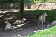 Jihlavská ZOO