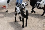 Liberecká ZOO