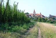 Vinařice