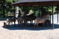 ZOO Dvůr Králové