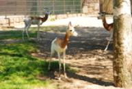 ZOO Dvůr Králové
