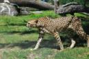 Gepard.