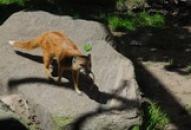 ZOO Dvůr Králové