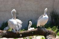 ZOO Dvůr Králové