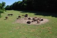 ZOO Dvůr Králové