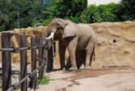 ZOO Dvůr Králové
