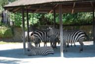 ZOO Dvůr Králové