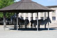ZOO Dvůr Králové