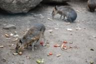 Mara stepní ze střední a jižní Argentiny.
