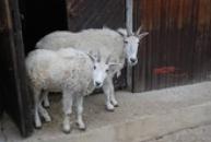 Kamzík bělák známý svou horolezeckou zdatností.
