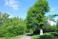 Křížek nedaleko vísky.