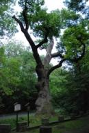 Oldřichův dub v Peruci.
