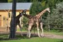 Žirafa Rothschildova.