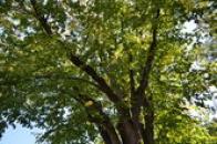 Pohled do koruny památného jilmu.