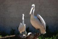 Přísný pohled pelikánů.
