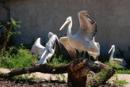 Pozdrav pelikánů kadeřavých.