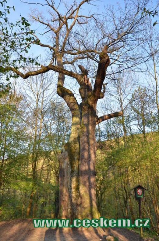 Památný strom severně od hradu Karlštejna.