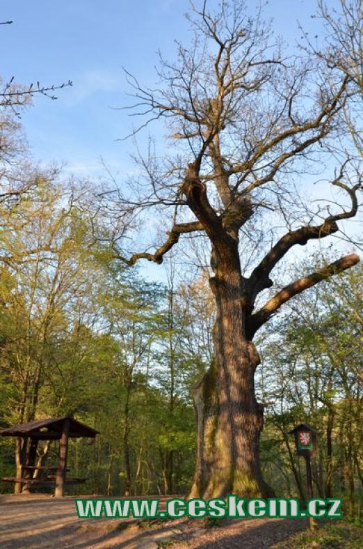 Památný strom starý asi 350 let.