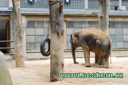Slon bengálský.
