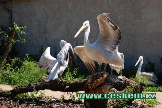 Pozdrav pelikánů kadeřavých.