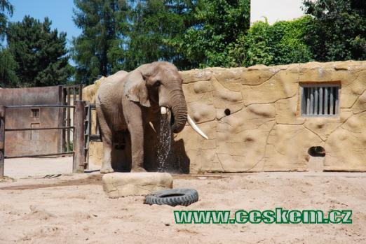 Občerstvující se slon africký.